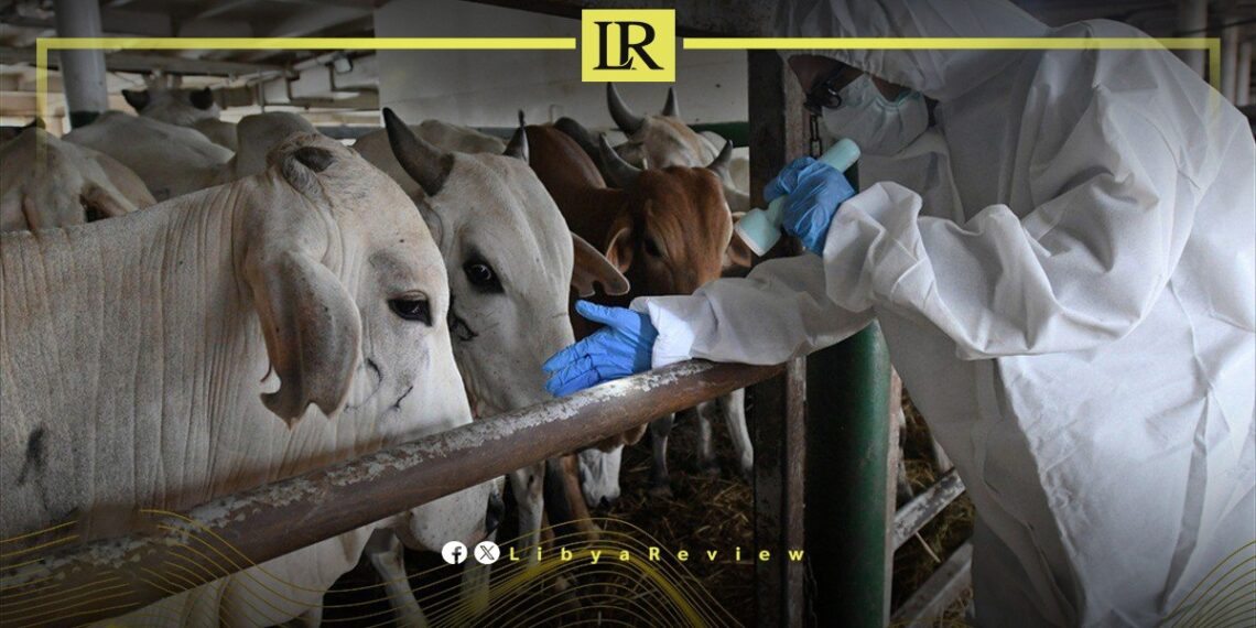 Livestock Threatened by Disease Outbreak in Libya