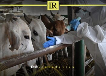Livestock Threatened by Disease Outbreak in Libya