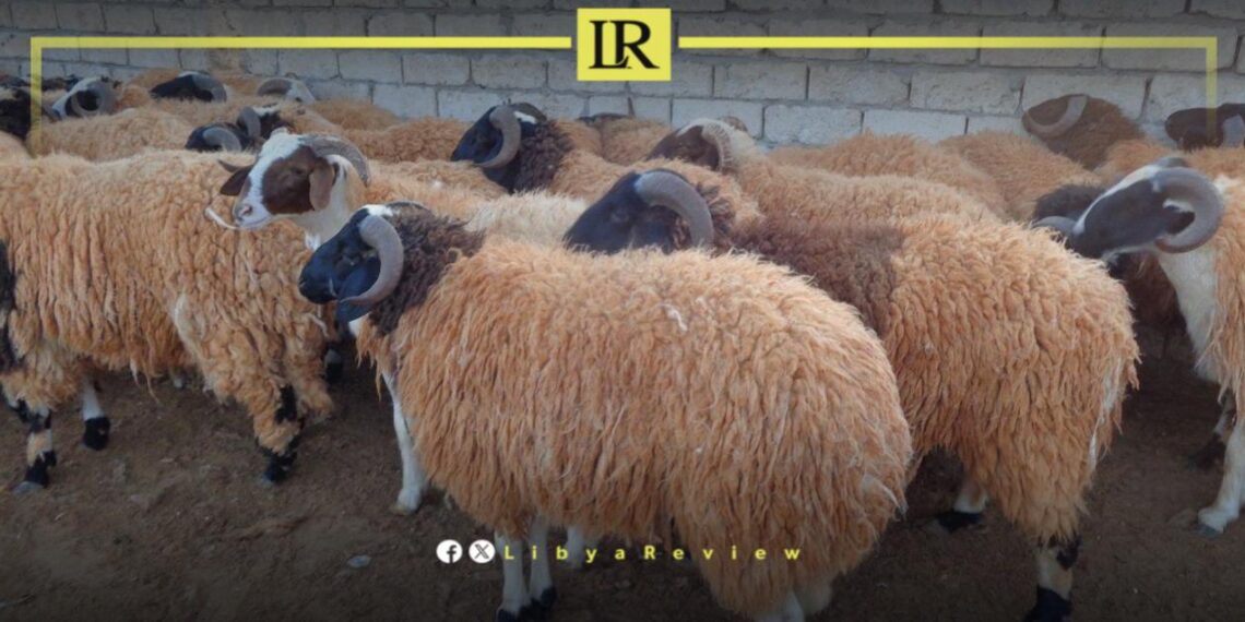 Libyan Government Imports 10,000 Livestock