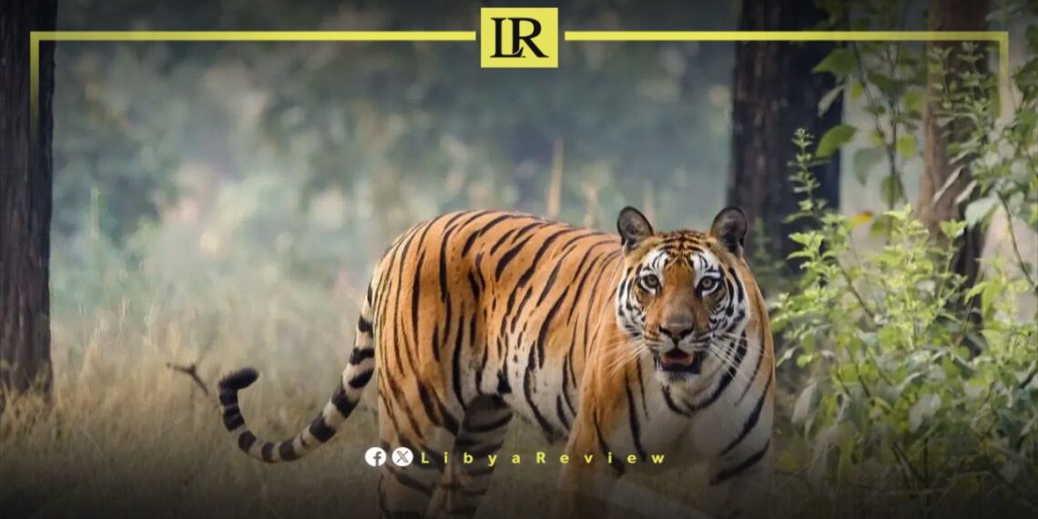 Runaway Tiger Causes Panic in West Libya