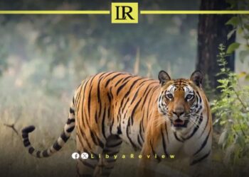 Runaway Tiger Causes Panic in West Libya