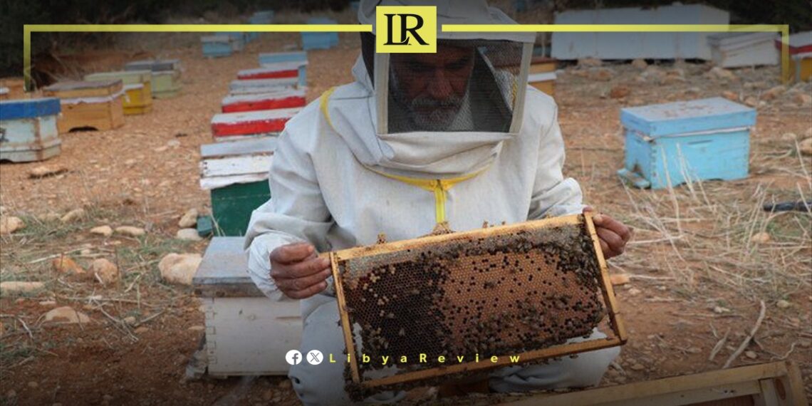 Libya Ranks Lowest in Honey Production Among Maghreb Countries