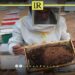 Libya Ranks Lowest in Honey Production Among Maghreb Countries