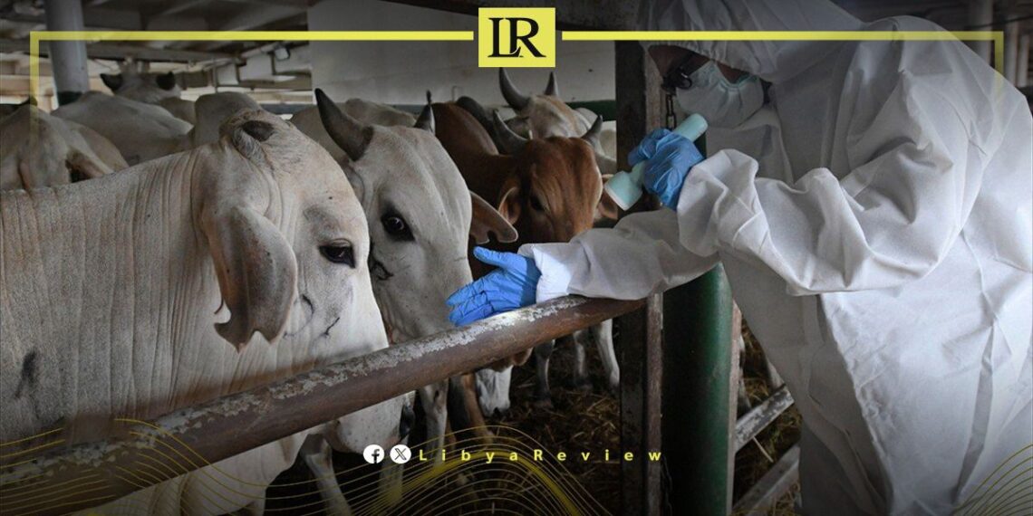 Major Disease Outbreak Threatens Over 1,000 Cattle in Libya