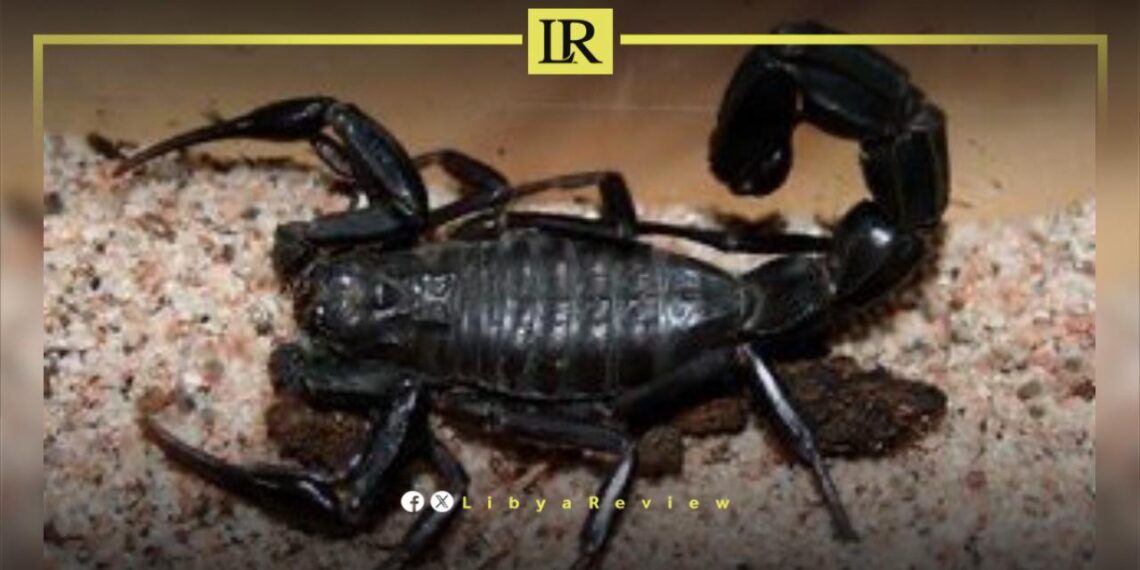 Death of a 12-Year-Old Child Due to Scorpion Sting in Libya