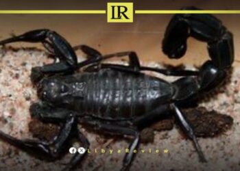 Death of a 12-Year-Old Child Due to Scorpion Sting in Libya