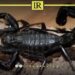 Death of a 12-Year-Old Child Due to Scorpion Sting in Libya