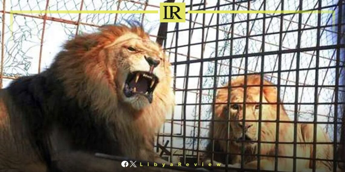 Lion Kills Libyan Child on Family Farm in Ajdabiya