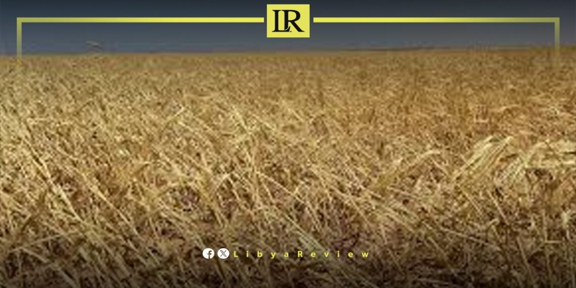 Libya Among Top 5 Grain Importers from Russia in 2024
