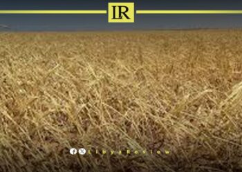 Libya Among Top 5 Grain Importers from Russia in 2024