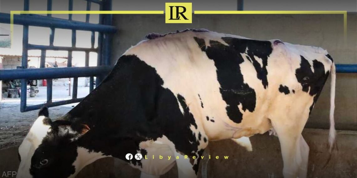 Libya Faces Livestock Crisis