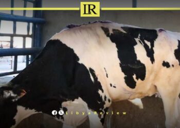 Libya Faces Livestock Crisis