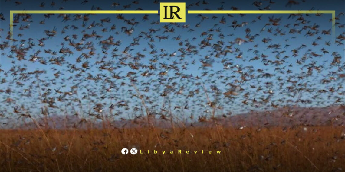FAO Calls for Immediate Action Against Locust Swarms in Libya