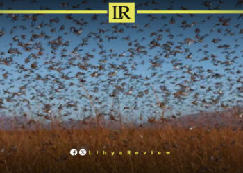 FAO Calls for Immediate Action Against Locust Swarms in Libya