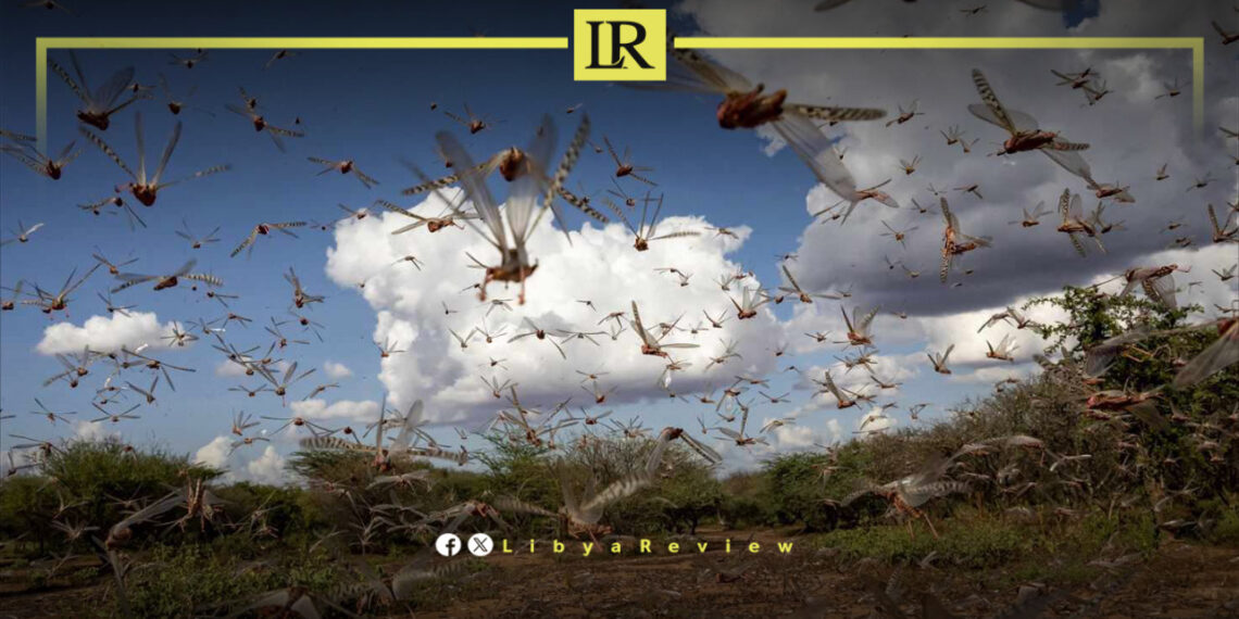 What’s Next for Libya’s Farms as New Locust Threats Loom?