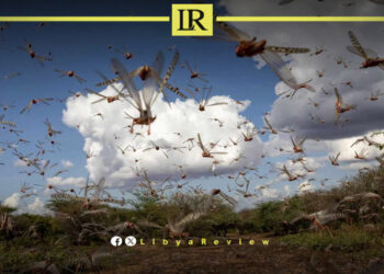 What’s Next for Libya’s Farms as New Locust Threats Loom?