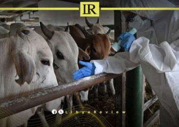 FMD Disease Threatens Libya’s Livestock Industry