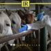 FMD Disease Threatens Libya’s Livestock Industry