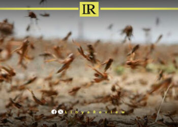 Libya, Tunisia, Algeria, Locust,