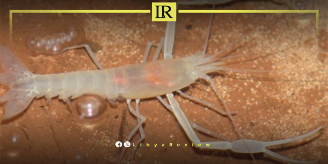 Rare Cave Shrimp Rediscovered in Benghazi After a Century