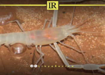 Rare Cave Shrimp Rediscovered in Benghazi After a Century