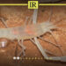 Rare Cave Shrimp Rediscovered in Benghazi After a Century