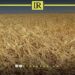 Libya Ranks 3rd in Russian Wheat Imports
