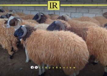 Libya Battles Rising Sheep Plague Threat