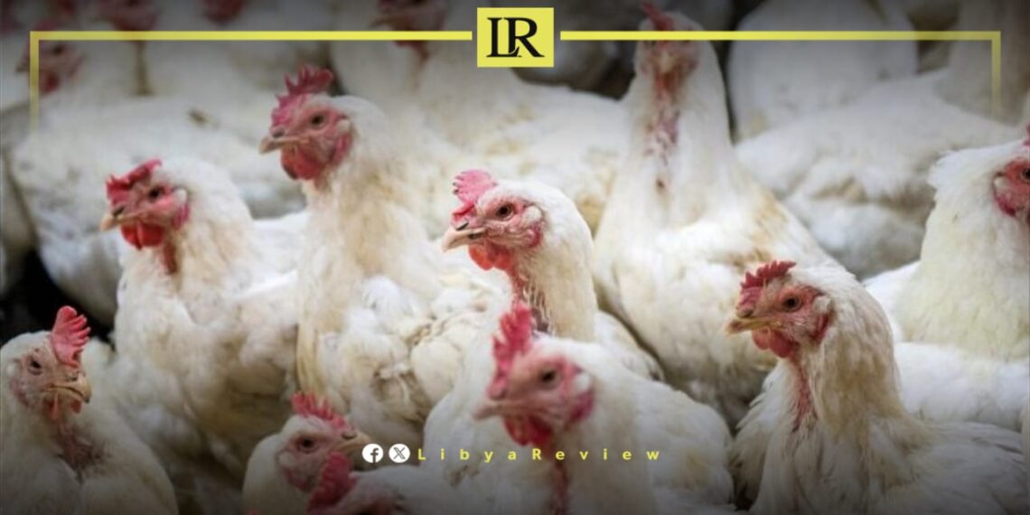 Libyan Official: Avian Flu H9N2 Spreads Across Libya