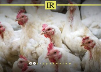 Libyan Official: Avian Flu H9N2 Spreads Across Libya