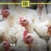 Libyan Poultry Farms Hit by Newcastle Disease Outbreak