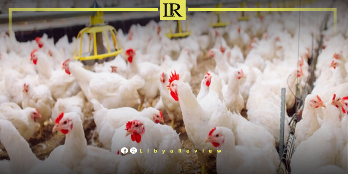 Sharp Rise in Poultry Prices Deepens Libya’s Cost-of-Living Pressure