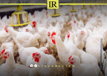 Sharp Rise in Poultry Prices Deepens Libya’s Cost-of-Living Pressure