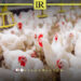 Sharp Rise in Poultry Prices Deepens Libya’s Cost-of-Living Pressure