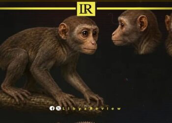 Mysterious 39-Million-Year-Old Primate Discovered in Libya’s Sahara