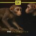 Mysterious 39-Million-Year-Old Primate Discovered in Libya’s Sahara