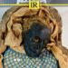 Libya’s 7,000-Year-Old Takarkori Mummy Returns Home After Restoration