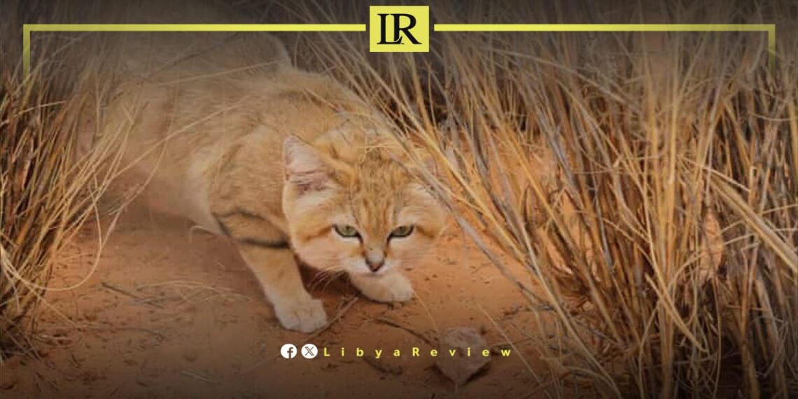 Rare Sand Cats Found in Libya’s Sahara in Major Wildlife Discovery