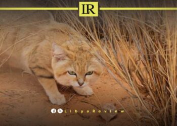 Rare Sand Cats Found in Libya’s Sahara in Major Wildlife Discovery