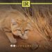 Rare Sand Cats Found in Libya’s Sahara in Major Wildlife Discovery